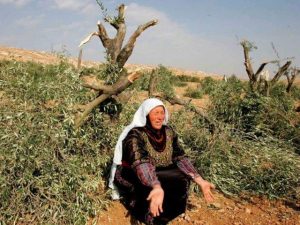 العدو الصهيوني يعتقل 9 فلسطينيين ويقتلع أشجار الزيتون من ساحات الأقصى