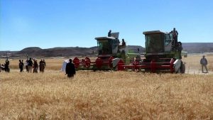 تدشين حصاد محصول القمح في محافظة ذمار