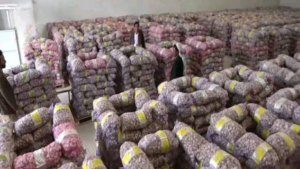 مزارعو الثوم بمحافظة عمران يطالبون بالتدخل لتسويق محصول الثوم البلدي